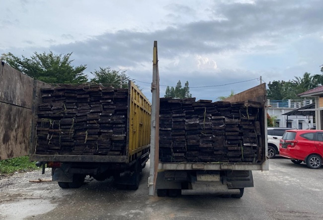 Polda Riau Tangkap Dua Truk Kayu Ilegal dari Suaka Margasatwa Kerumutan