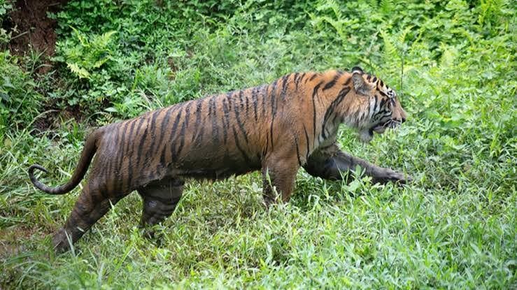 BBKSDA Riau Identifikasi Tiga Harimau di Lokasi Pemanen Sagu Diterkam