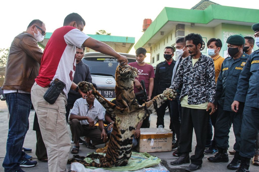 Subdit IV Krimsus Bersama Petugas BKSDA Tangkap 4 Pelaku Perdagangan Satwa Dilindungi
