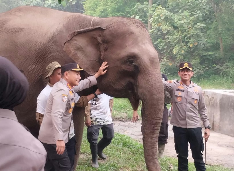 Kabaharkam Polri Tinjau Induk Gajah Lisa dan Anaknya di Camp Elephant Flying Squad TNTN