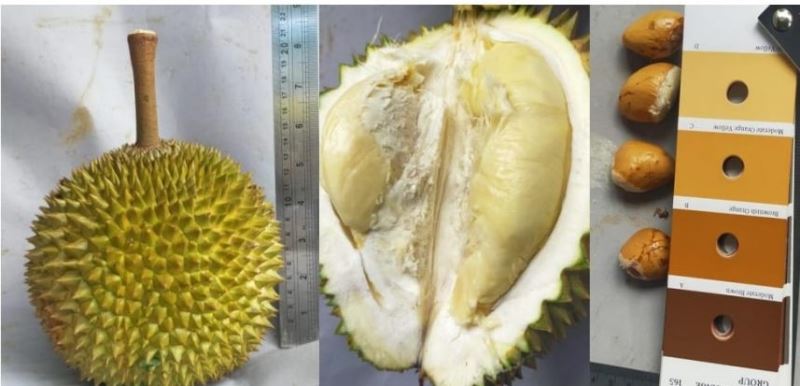 Durian Asal Bengkalis Terima Sertifikat Tanda Daftar Varietas Lokal