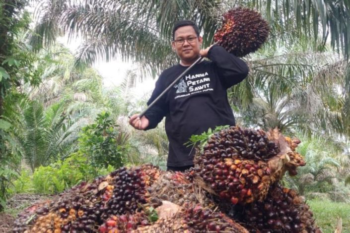 Petani Riau Sumringah, Harga TBS Sawit Naik