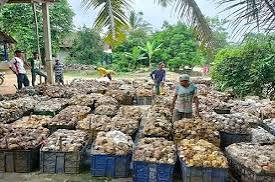 Anjlok Harga Karet di Kuansing, Petani Tagih Peran Pemerintah