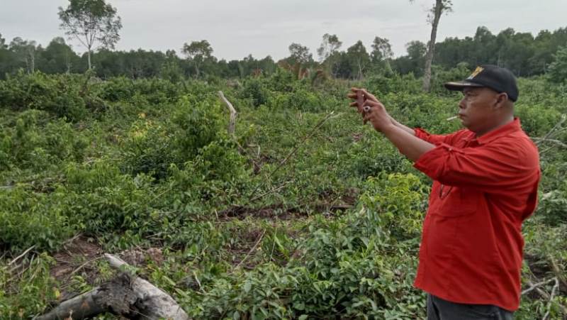 Kasus Pembabatan Mangrove di Desa Penebal Dilaporkan ke Polres