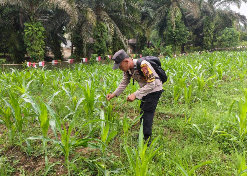 Polsek Tandun Cek Jagung Usia 43 Hari di Desa Dayo, Dukung Ketahanan Pangan