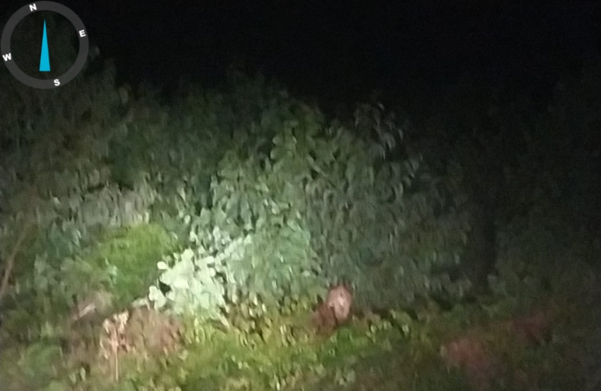 Tiga Harimau Sumatera Muncul di Kawasan HTI Pelalawan, BBKSDA Riau Mitigasi Konflik