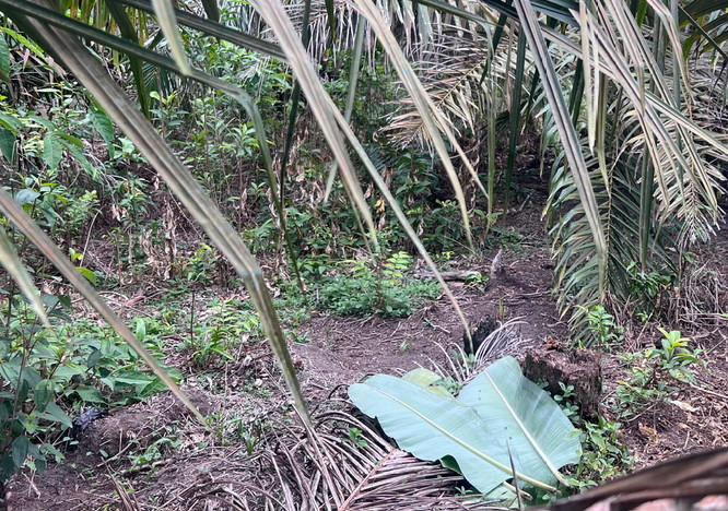 Dibuang di Kebun Sawit, Bayi Merah di Kampar Tewas Digigit Anjing