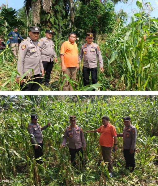 Dukung Ketahanan Pangan Polsek Tandun Kawal Budidaya Jagung hingga Masa Panen