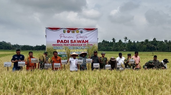 Panen Raya Padi IP-200, Simandolak Ditarget Jadi Lumbung Beras di Kuansing