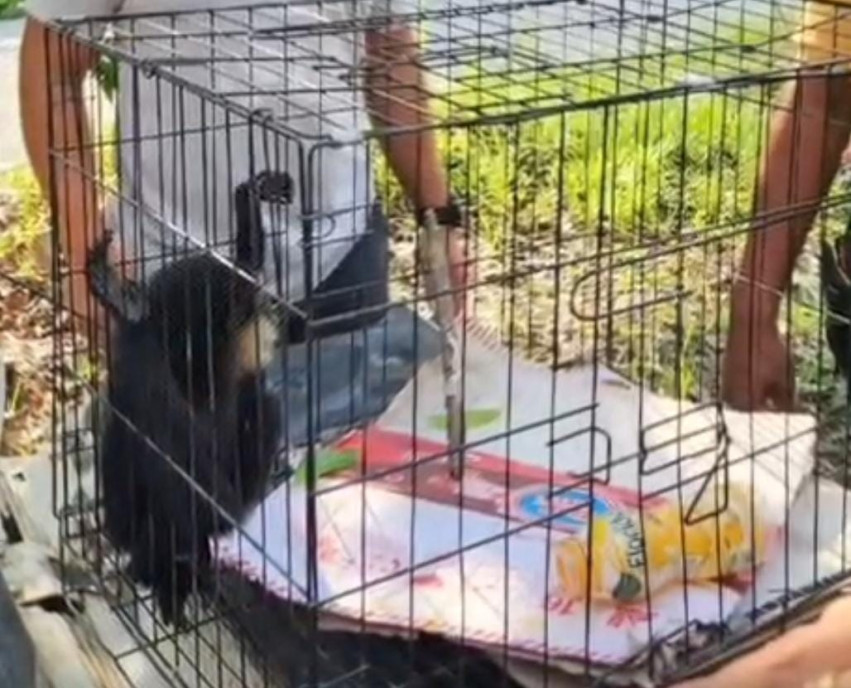 Jual Owa Ungko Rp8 Juta, Warga Salo Ditangkap Polres Kampar