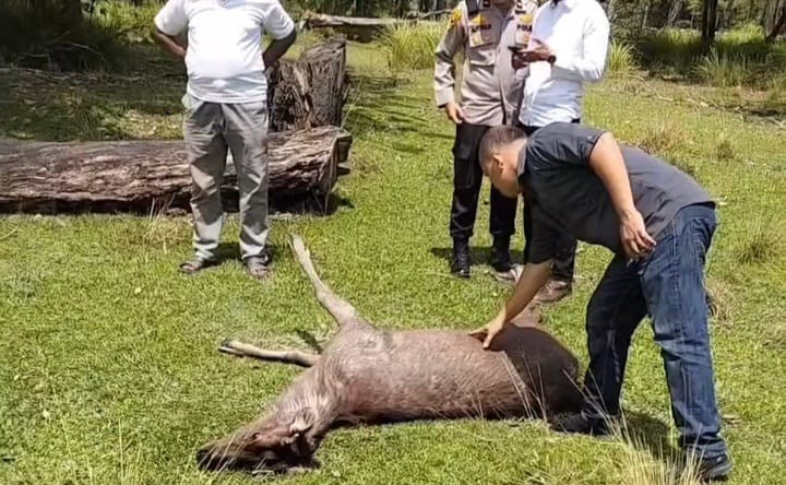 Sadis! Rusa di Penangkaran Siak Disembelih Maling, Satu Lagi Mati dengan Kaki Patah