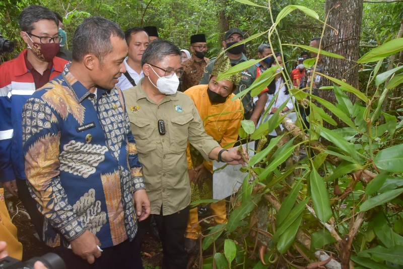 Didampingi Bupati, Wamen LHK RI Hirup Segarnya Udara di Arboretum Gambut Marsawa