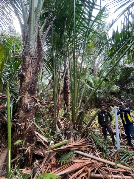 TKD Bagan Melibur Jadi Lapangan Kerja Warga Desa
