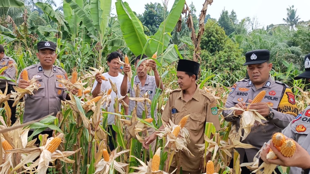 Polsek Tandun dan Warga Panen Jagung di Tandun Barat Perkuat Langkah Menuju Swasembada Pangan