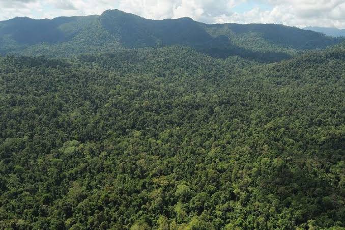 20 Juta Hektare Hutan Bakal Disulap untuk Pangan dan Energi