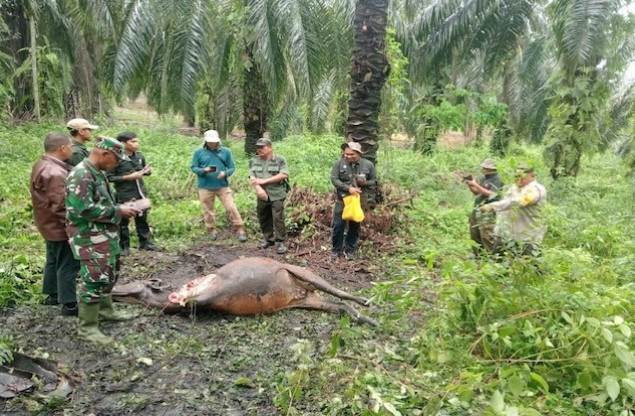 BBKSDA Riau Perkuat Pengamanan Warga Usai Ternak Diduga Diserang Harimau