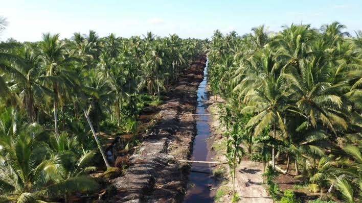 4 Pabrik Kelapa akan Dibangun di Riau, Diklaim Serap 22 Ribu Tenaga Kerja