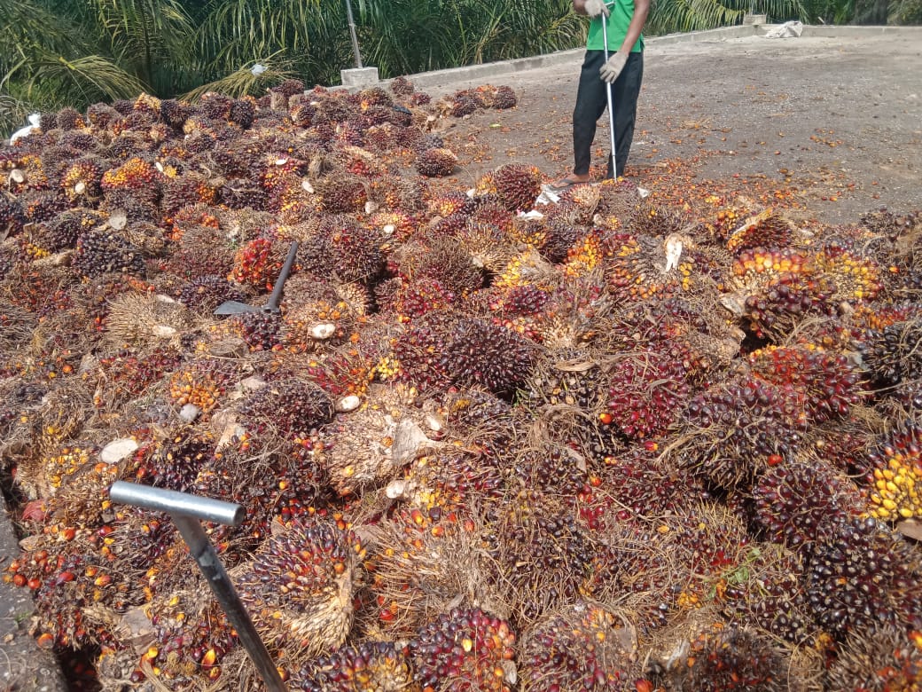 Diduga PT TKWL Beli TBS Petani Tidak Sesuai dengan Aturan Pemerintah
