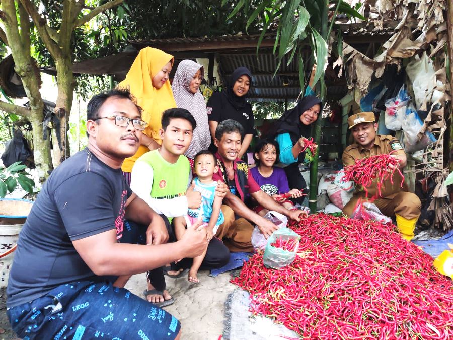 Wabup Gabung Warga Eks Transmigrasi Panen Cabe dan Bantu Bibit Talas