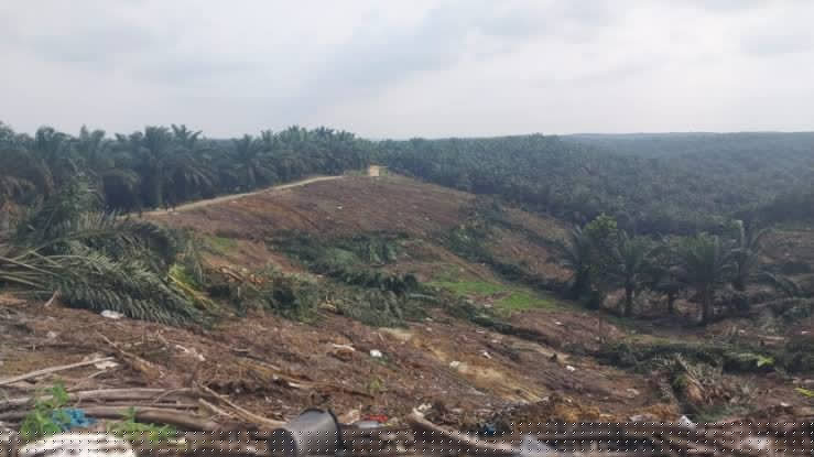Kebun Sawit di TNTN Dikuasai Oknum Anggota DPRD Riau?h