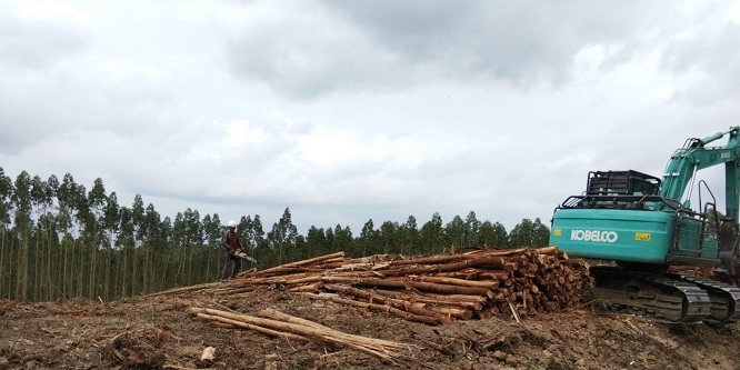 Diduga Langgar Putusan MA, PT Arara Abadi Masih Tebangi Lahan Adat Batin Sengeri