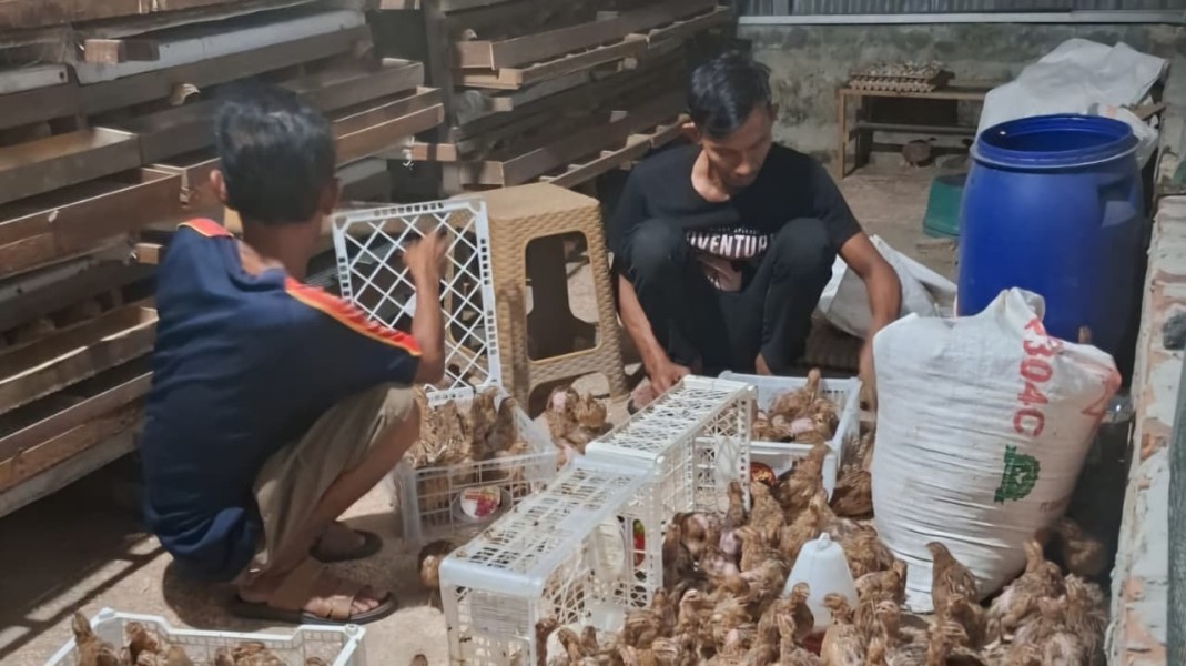 RT di Pekanbaru, Sulap Lahan Tidur Jadi Peluang Bisnis Lewat Ternak Puyuh