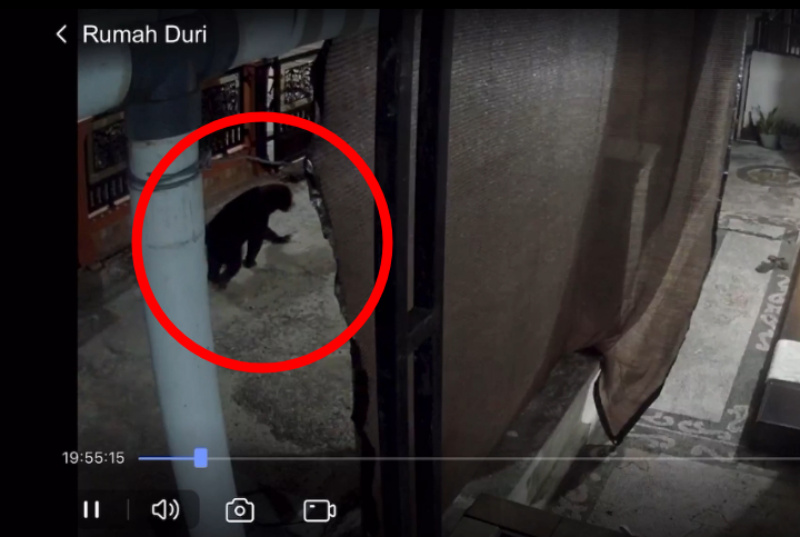 Warga Mandau Bengkalis Geger! Seekor Beruang Terekam CCTV Masuk Gang Padat Penduduk