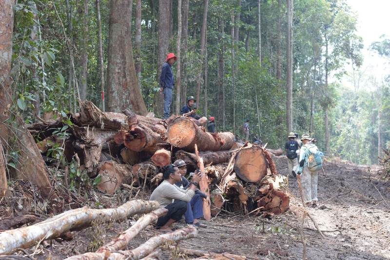 Hutan Alam Talang Dibelah Bangun Jalan Lingkar, Habibat Gajah Sumatera Terancam