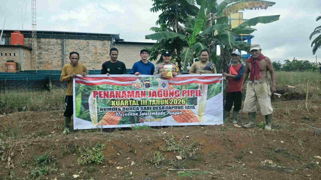 Dorong Swasembada Pangan, Polsek Tandun Gerakkan Penanaman Jagung di Desa Tapung Jaya