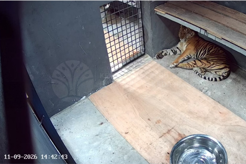 Diduga Pemangsa Manusia, Harimau Sumatera Ditangkap di Pelalawan