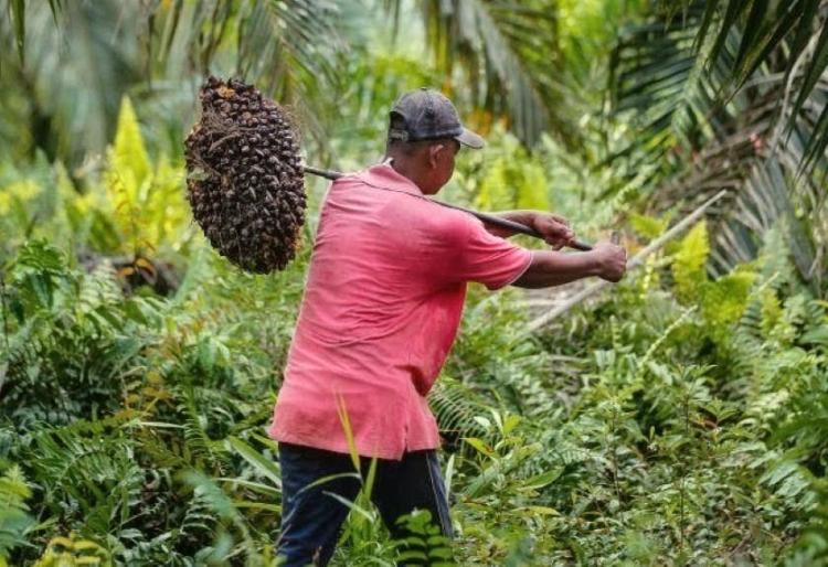 Harga Sawit Riau Terjun Lagi, TBS Umur 9 Tahun Kini Rp3.866 per Kilogram