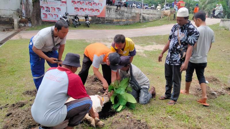 DPD PKS Kabupaten Bengkalis Qurban 5 Ekor Sapi dan 4 Ekor Kambing