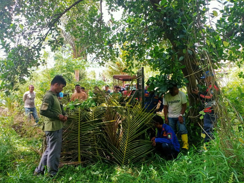 Beruang Madu Muncul di Permukiman Warga Mandau, BBKSDA Riau Pasang Perangkap
