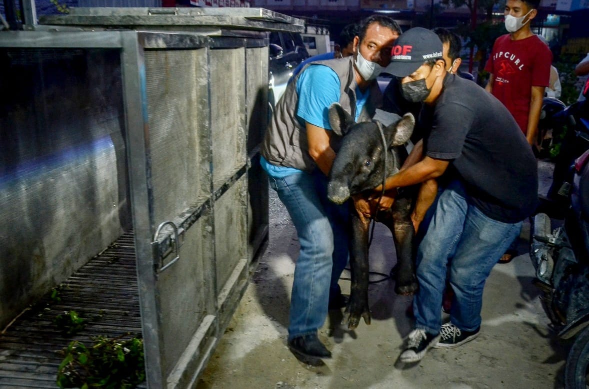BBKSDA Riau Evakuasi Seekor Tapir yang Terjerat di Siak