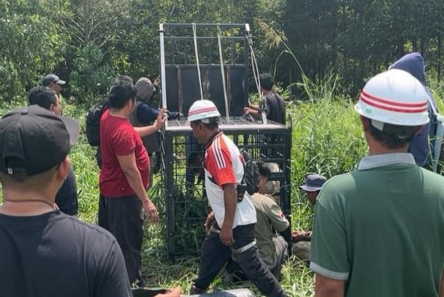 Harimau Sumatera Terkam Pekerja di Pelalawan, BBKSDA Riau Pasang Boxtrap