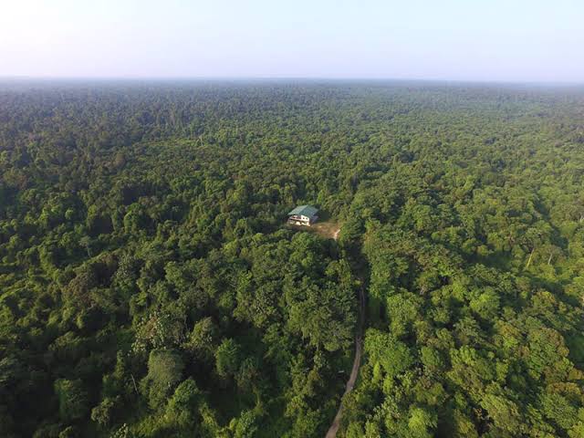 Inilah 9 Perusahaan HTI yang Lahannya Justru Jadi Kebun Sawit di TNTN