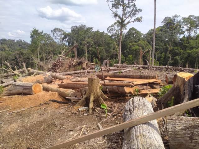 Polisi Tangkap 6 Orang Terkait Kasus Perambahan Hutan di Pelalawan