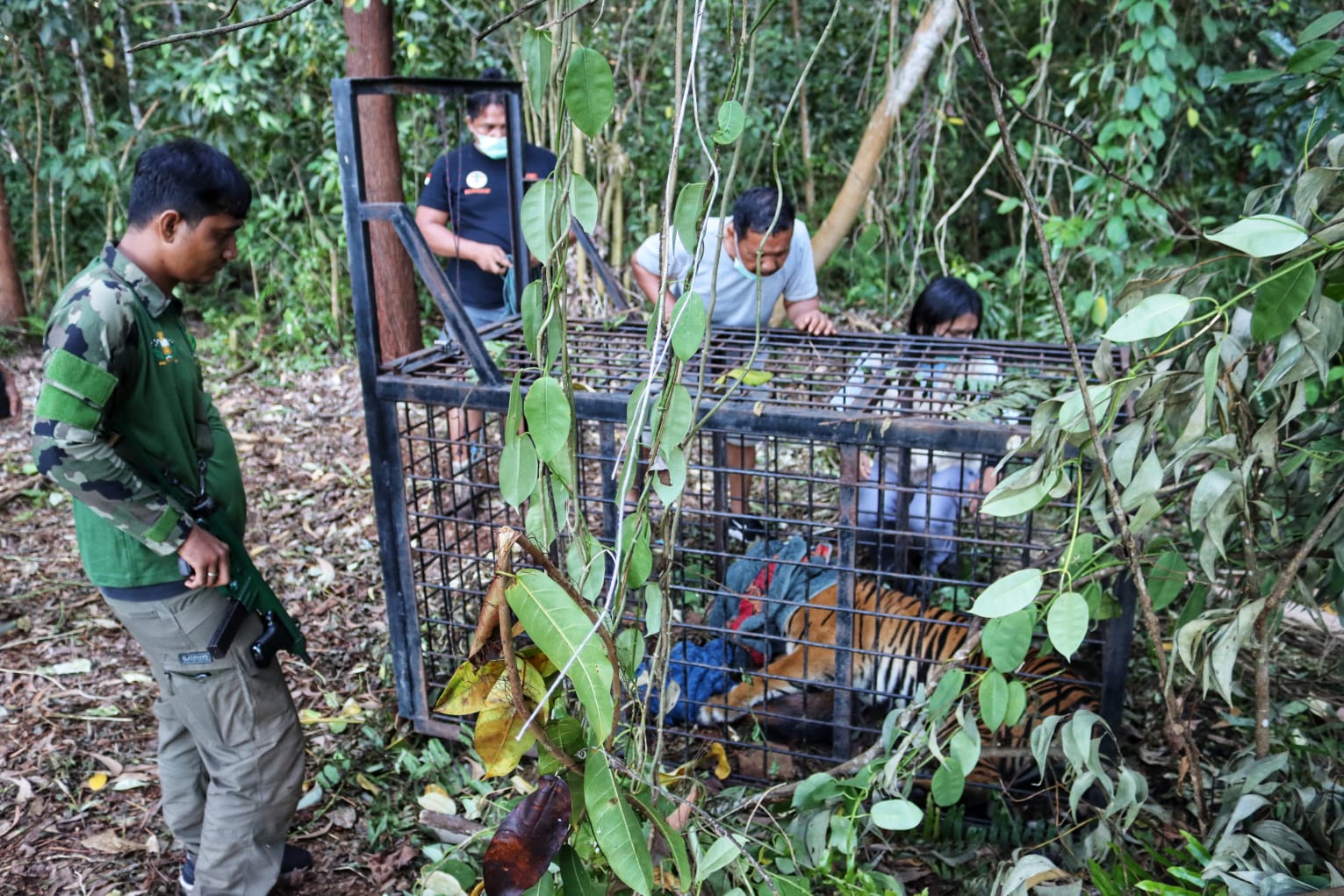 Harimau Sumatera Ditangkap di Teluk Lanus