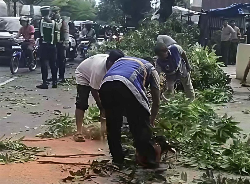 Innova Ringsek Ditimpa Pohon di Sudirman, DLHK Pekanbaru Temukan Akar Bekas Dibakar