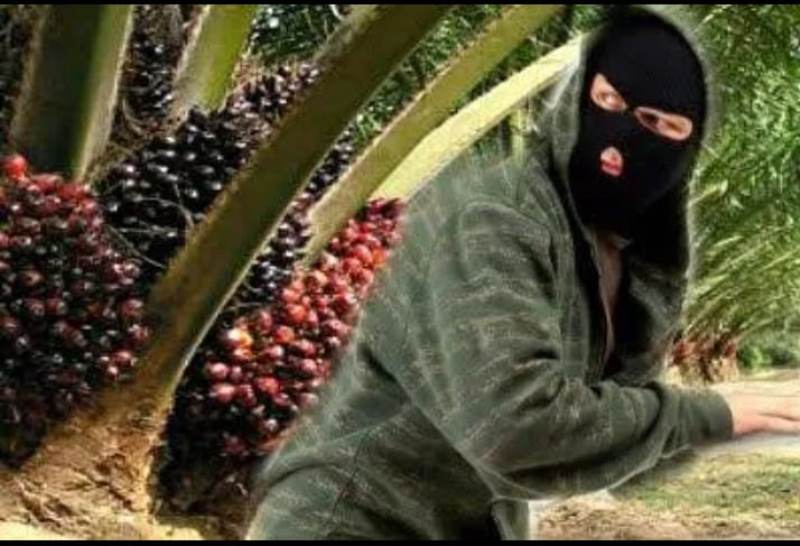 Manajemen PT MAS Laporkan Pencurian Sawit