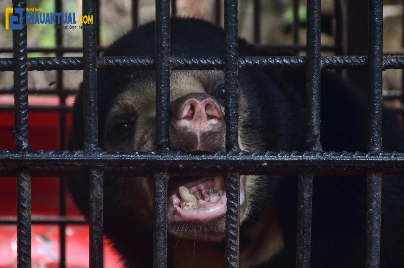 Beruang Madu Terjerat Perangkap Babi di Inhil Berhasil Diselamatkan