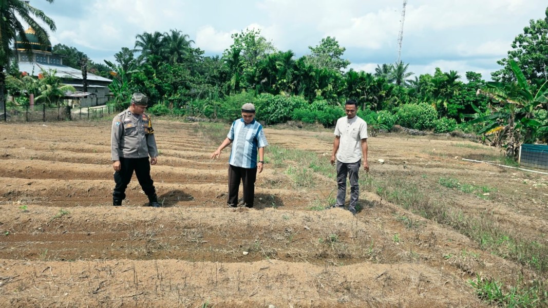 Penanaman Serentak Kuartal III Siap Dimulai, Polsek Tandun Tinjau Lahan Jagung