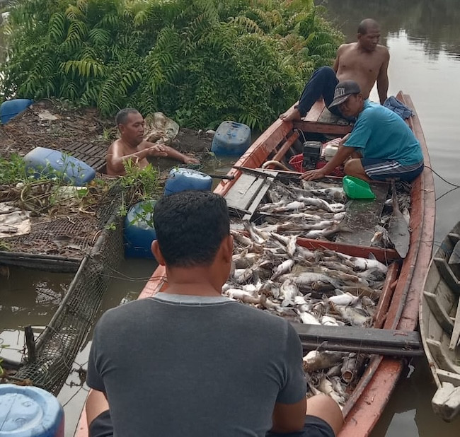 Ribuan Ikan Mati di Sungai Tapung Kanan