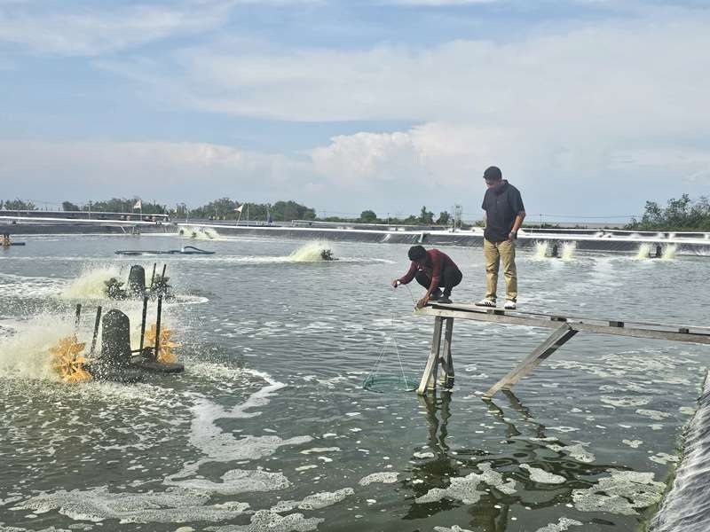 Kejari Bengkalis Usut Dugaan Korupsi Pengelolaan Tambak Udang di Kawasan Hutan