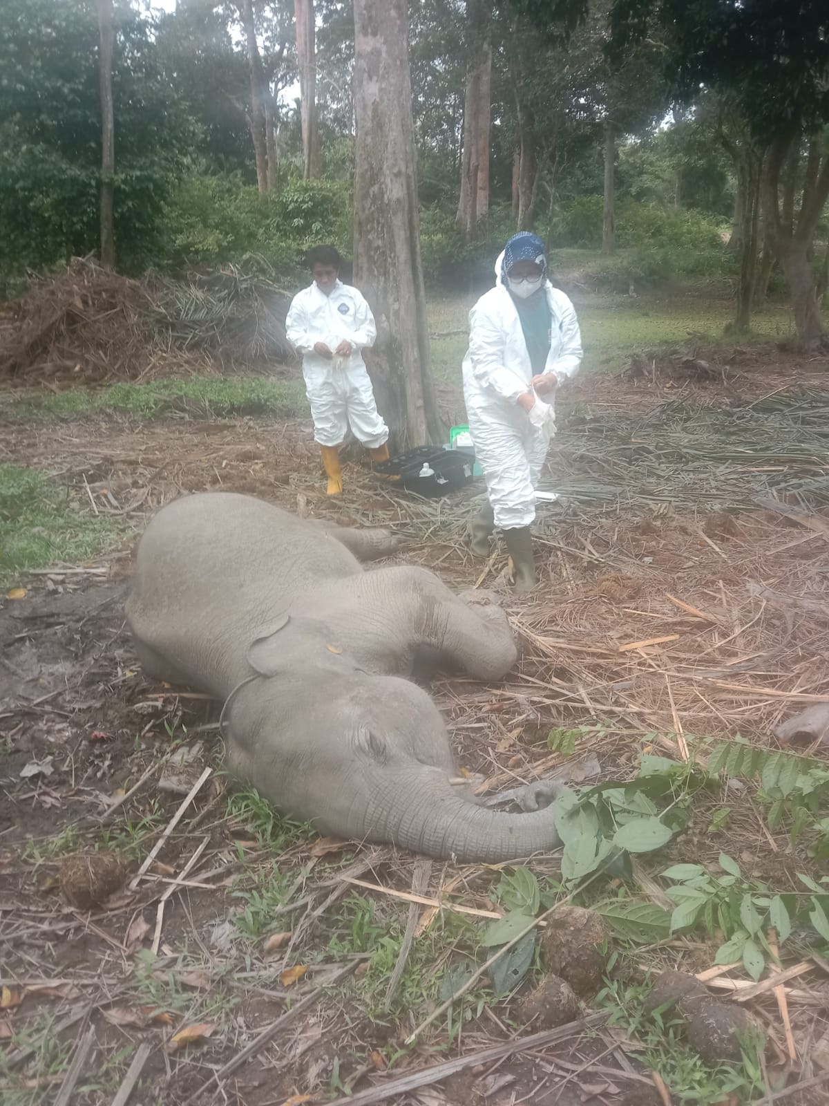 Damar, Gajah Sumatera di Buluh Cina Ditemukan Mati