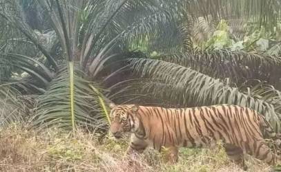 Marak Serangan Harimau, Warga Diimbau Pakai Topi Terbalik, Ini Alasannya