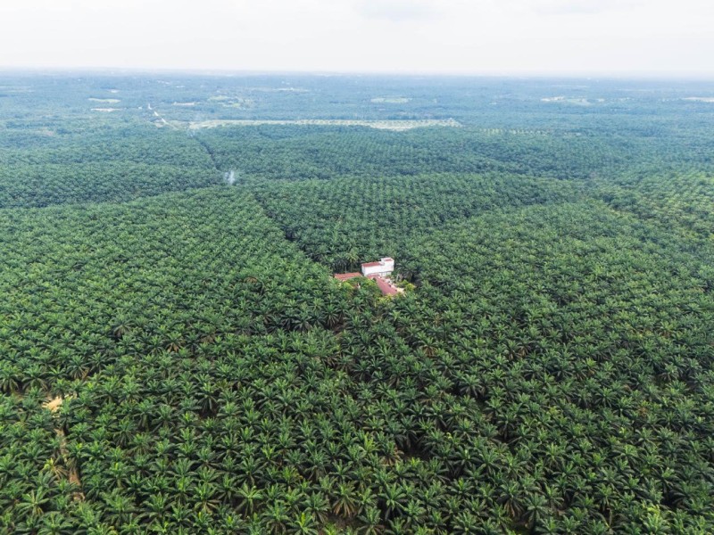 Negara Panen Cuan! Denda Kelapa Sawit Dalam Kawasan Hutan Rp 25 Juta Per Hektare, Ini Rumus Menghitungnya
