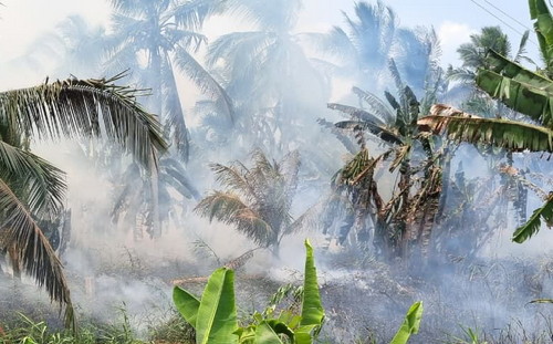 Sudah Padam, Tanaman Kelapa dan Bangkai Ular Gosong Ditemukan di Bekas Areal Perkebunan