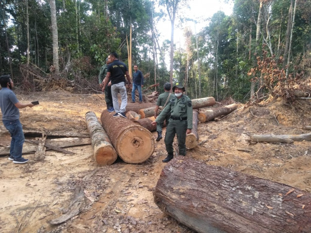 Tim Gakkum DLHK Riau Amankan Kayu Hasil Illegal Logging di Hutan Lindung Bukit Betabuh
