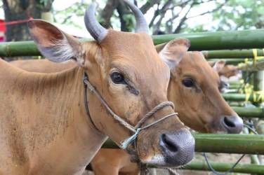 Total Hewan Korban Pemko Pekanbaru Tembus 34 Ekor Sapi